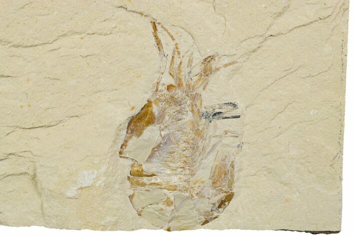 Cretaceous Fossil Shrimp - Lebanon #375783